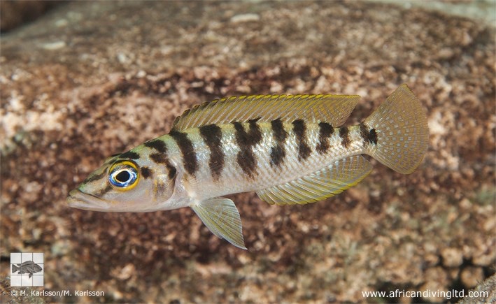 Neolamprologus fasciatus 'Kalepa Island'